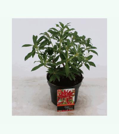 Rotsheide (Pieris “Forest Flame”) heester