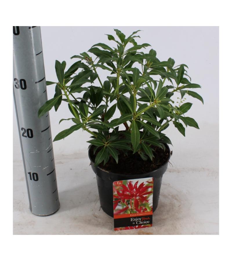 Rotsheide (Pieris “Forest Flame”) heester