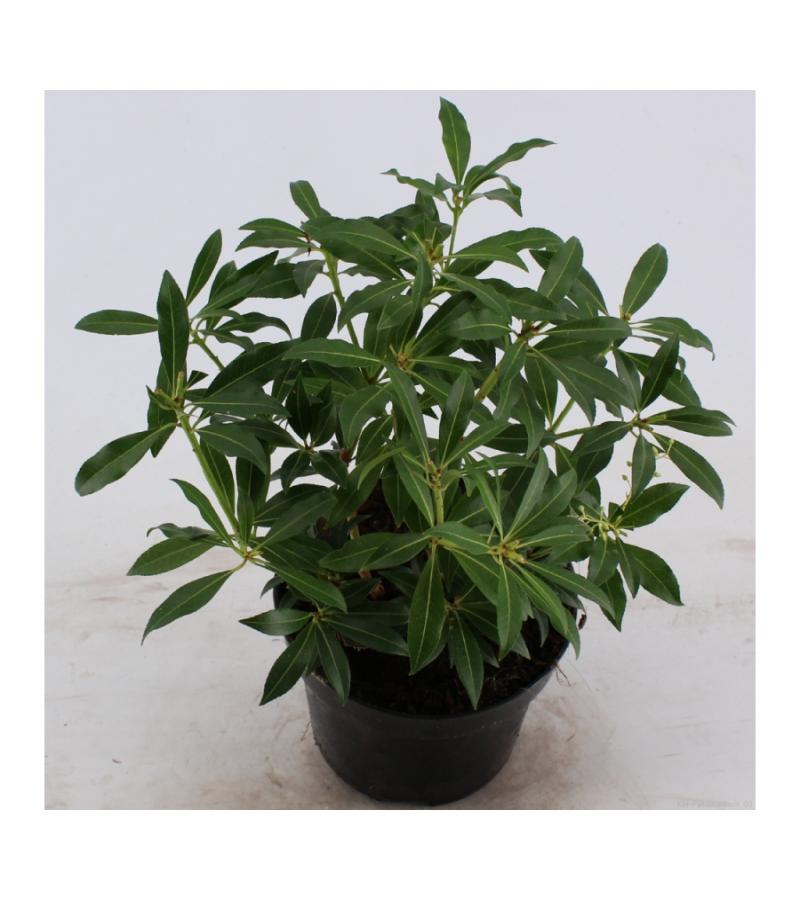 Rotsheide (Pieris “Forest Flame”) heester