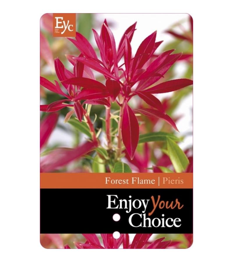 Rotsheide (Pieris “Forest Flame”) heester