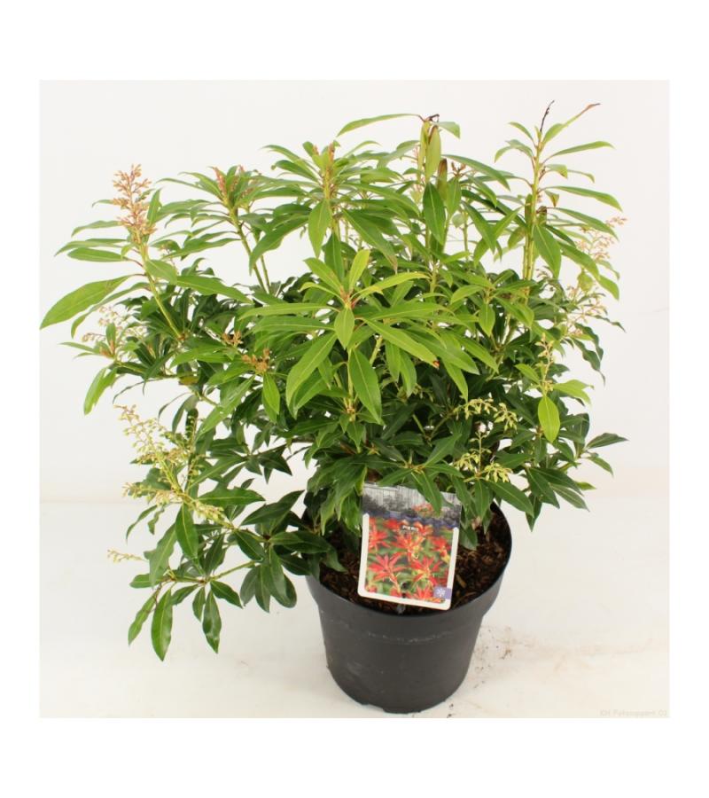 Rotsheide (Pieris “Forest Flame”) heester