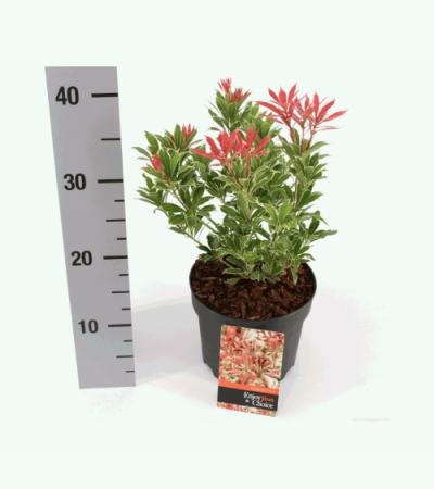 Rotsheide (Pieris Japonica “Carnaval”) heester
