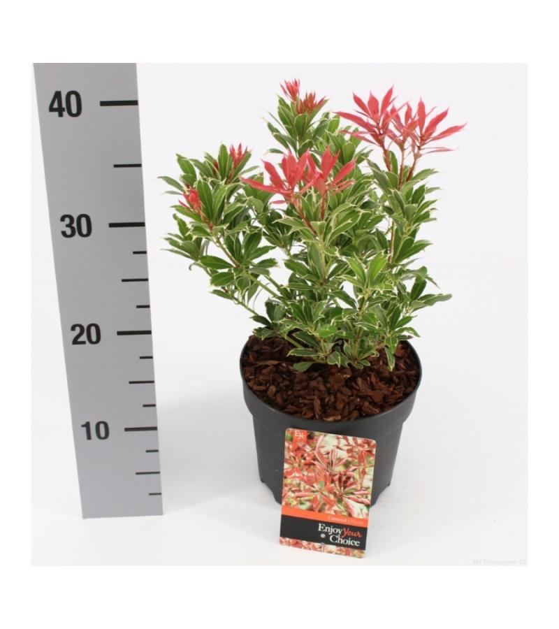 Rotsheide (Pieris Japonica “Carnaval”) heester
