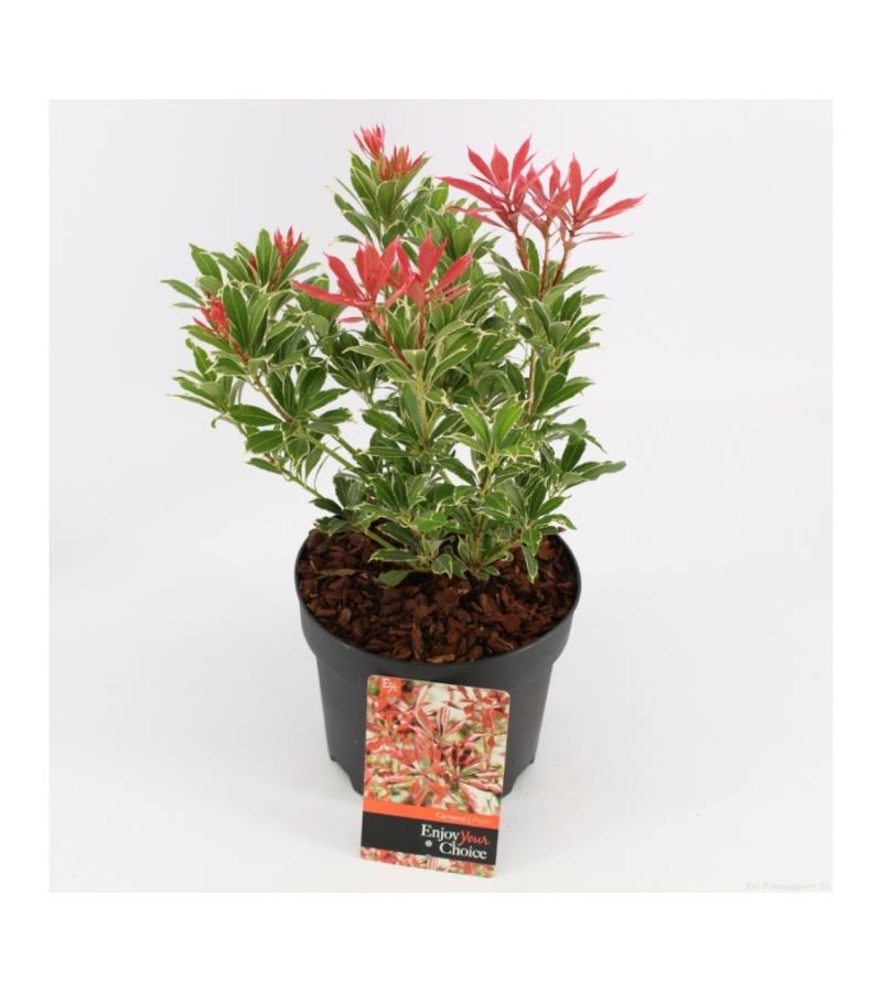 Rotsheide (Pieris Japonica “Carnaval”) heester