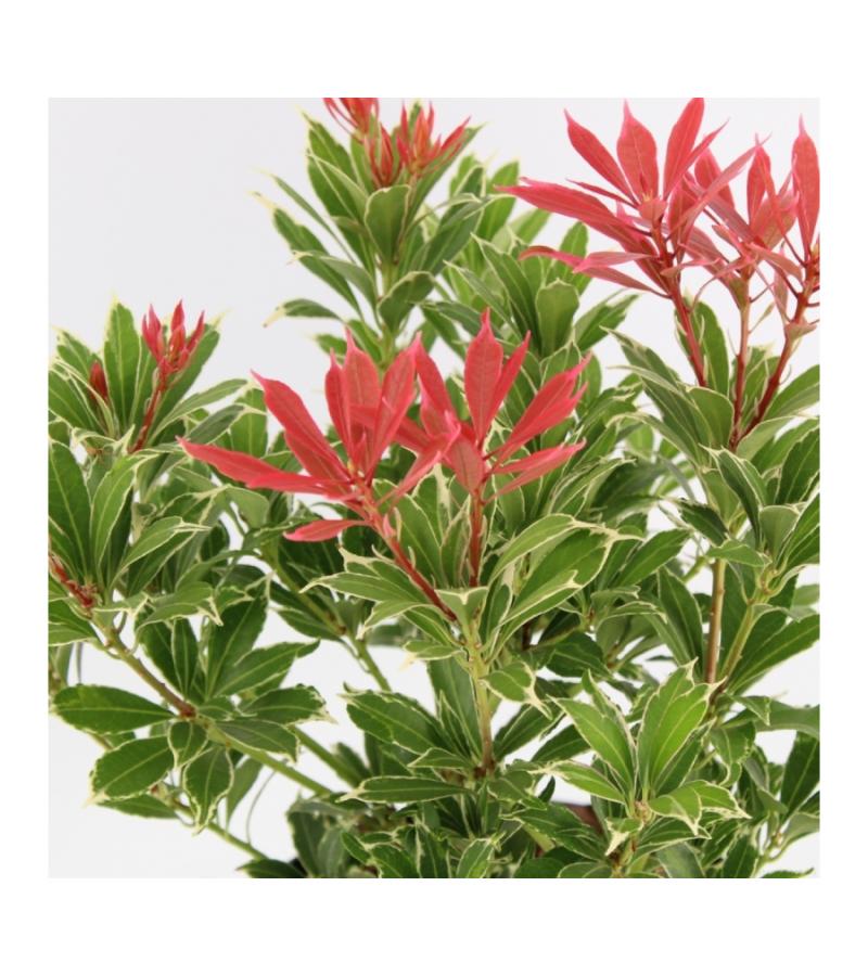 Rotsheide (Pieris Japonica “Carnaval”) heester