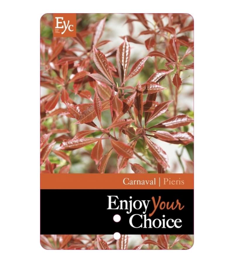 Rotsheide (Pieris Japonica “Carnaval”) heester