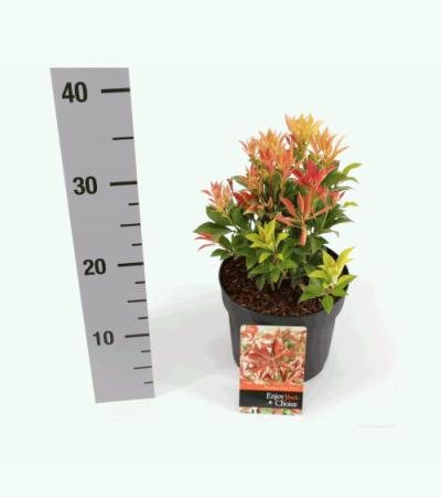 Rotsheide (Pieris Japonica “Mountain Fire”) heester