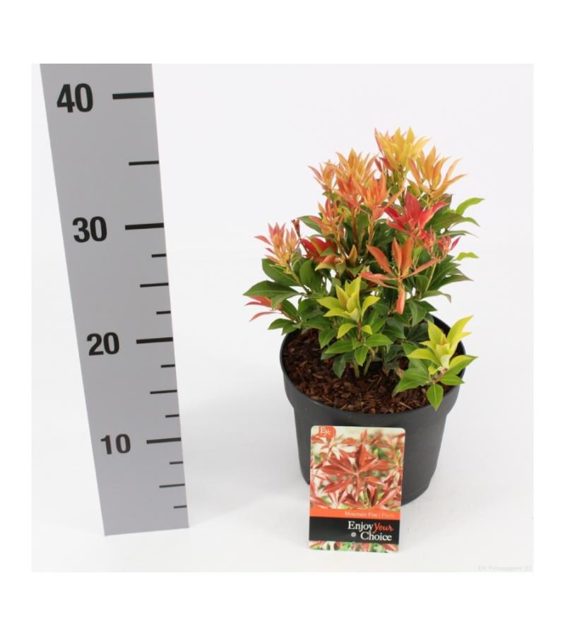 Rotsheide (Pieris Japonica “Mountain Fire”) heester