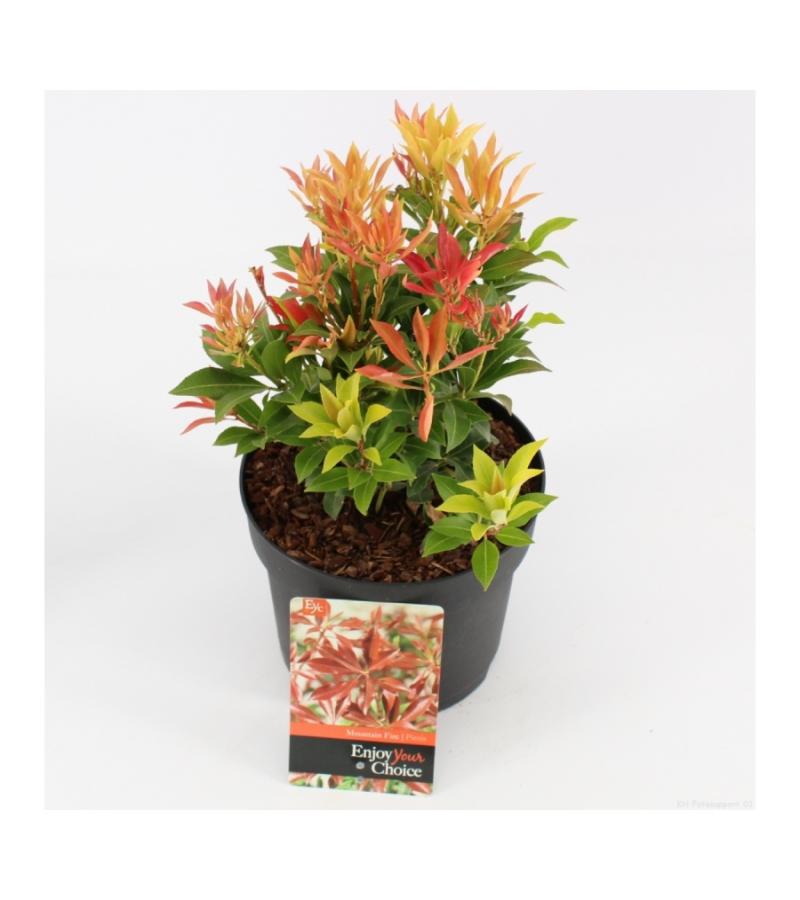 Rotsheide (Pieris Japonica “Mountain Fire”) heester