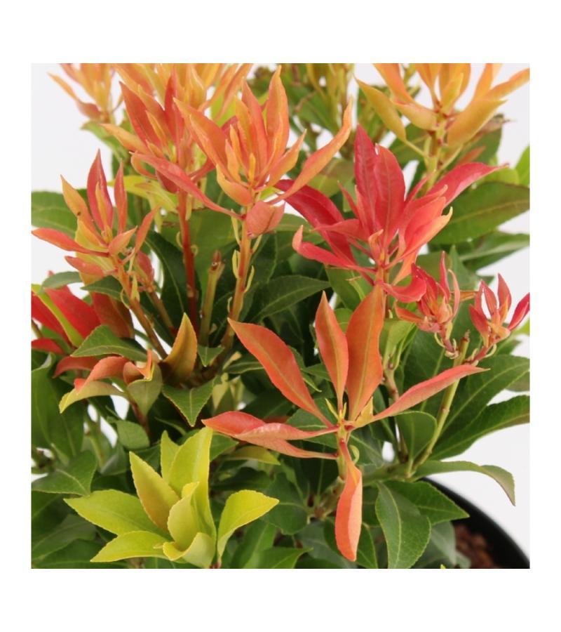 Rotsheide (Pieris Japonica “Mountain Fire”) heester