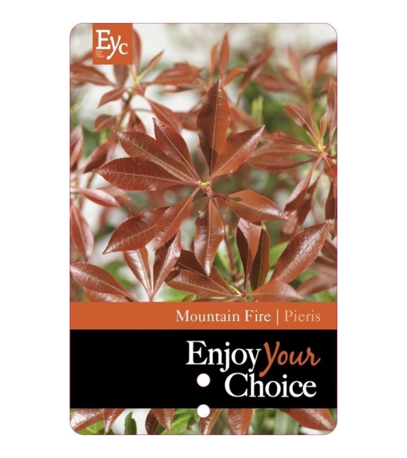 Rotsheide (Pieris Japonica “Mountain Fire”) heester