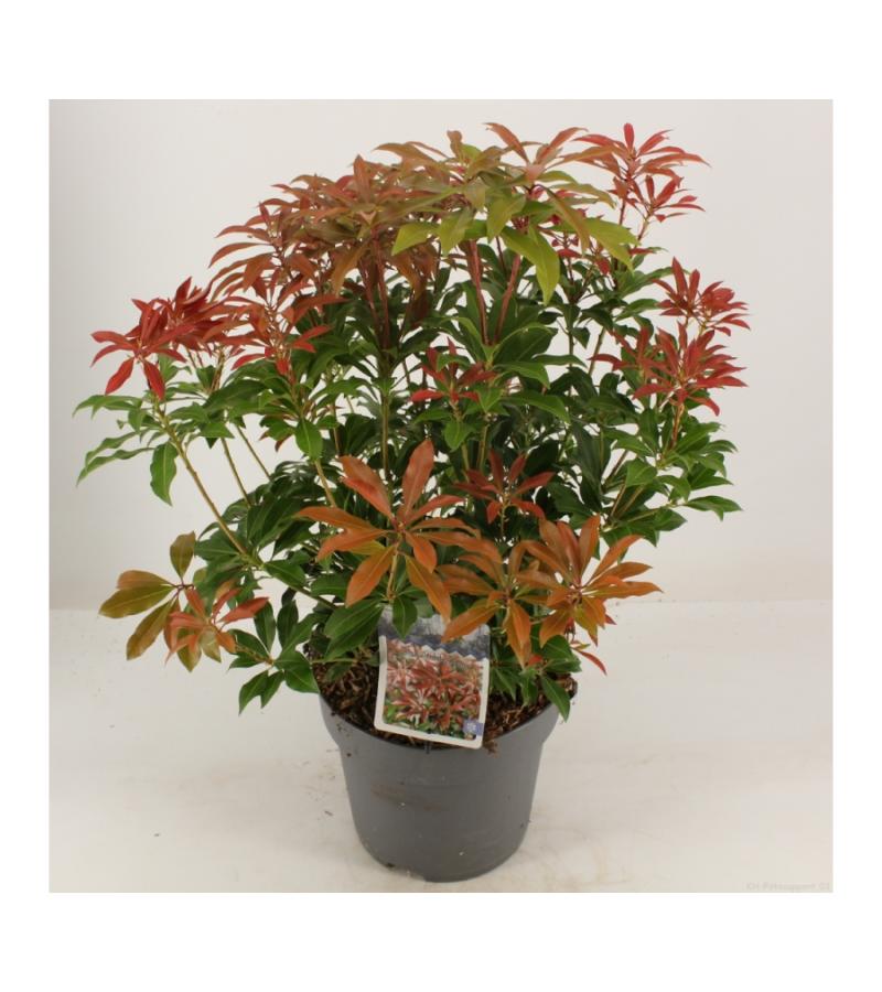 Rotsheide (Pieris Japonica “Mountain Fire”) heester