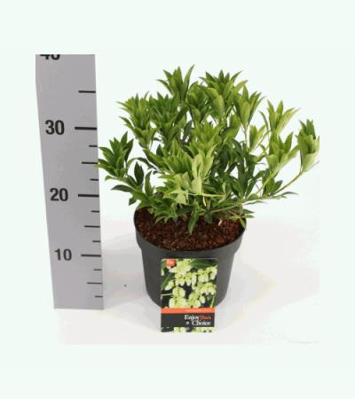 Rotsheide (Pieris Taiwanensis) heester