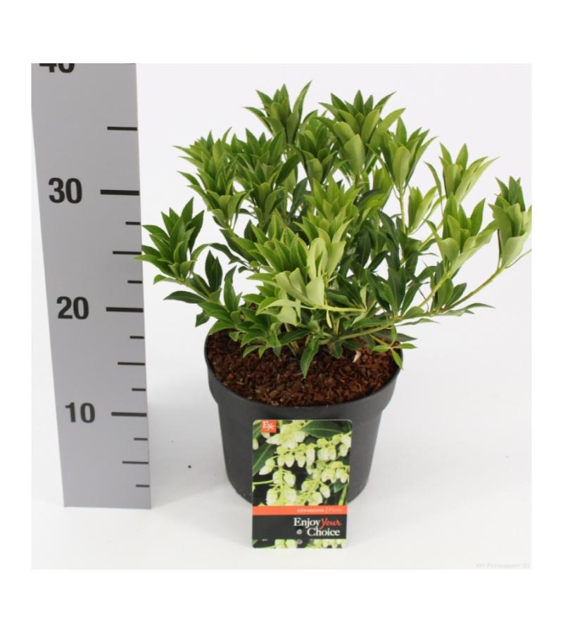 Rotsheide (Pieris Taiwanensis) heester