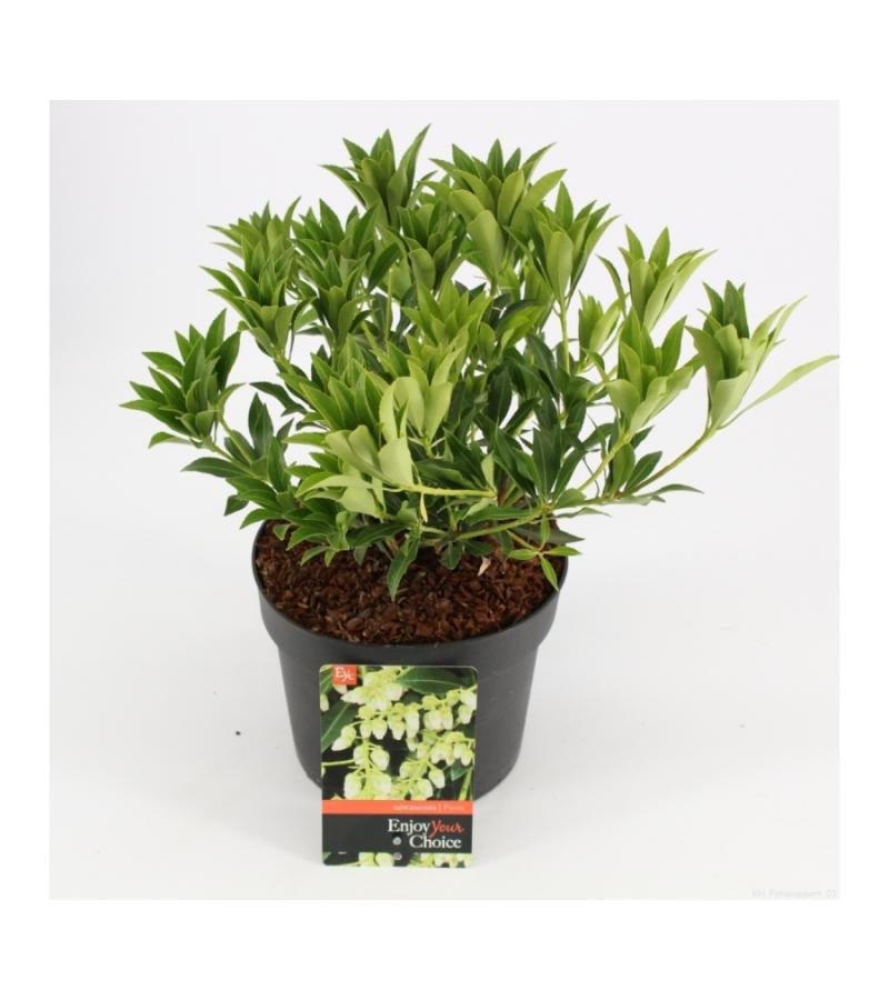 Rotsheide (Pieris Taiwanensis) heester