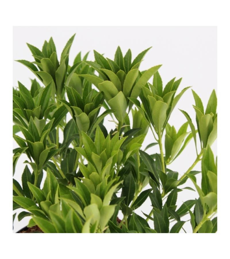 Rotsheide (Pieris Taiwanensis) heester