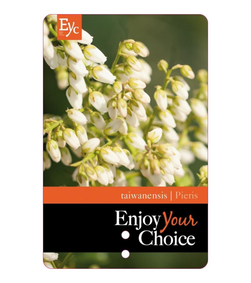 Rotsheide (Pieris Taiwanensis) heester