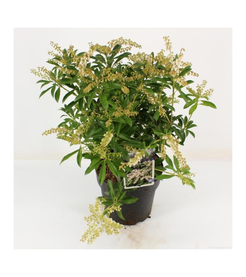 Rotsheide (Pieris Taiwanensis) heester