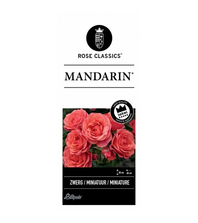Miniatuurroos (rosa "Mandarin"®)