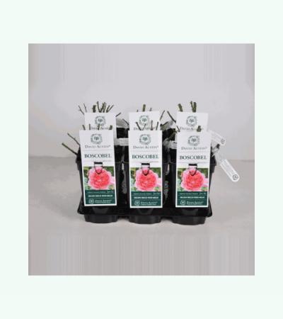 Engelse roos (rosa "Boscobel"®)