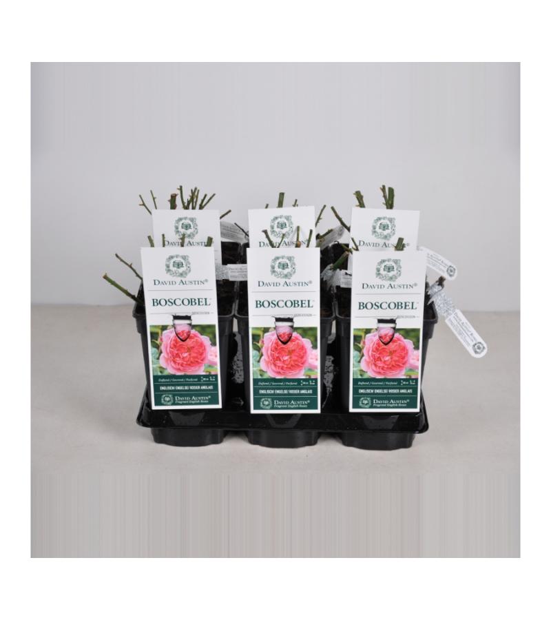 Engelse roos (rosa "Boscobel"®)