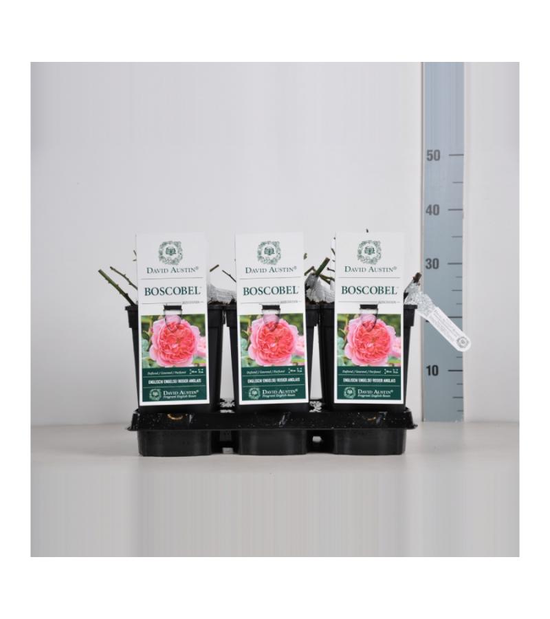 Engelse roos (rosa "Boscobel"®)