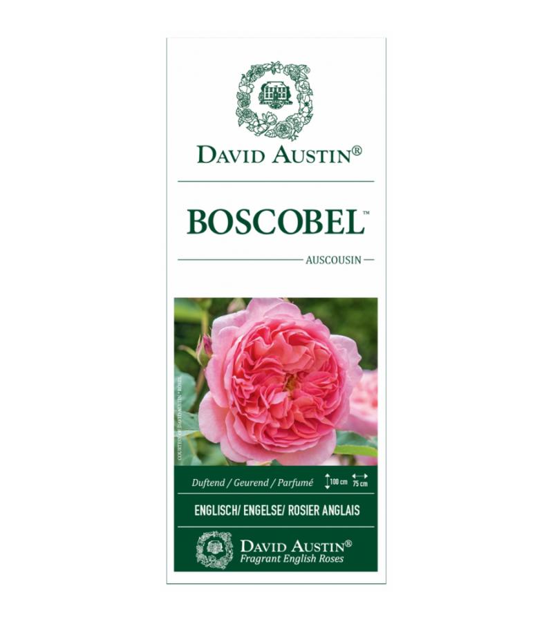 Engelse roos (rosa "Boscobel"®)