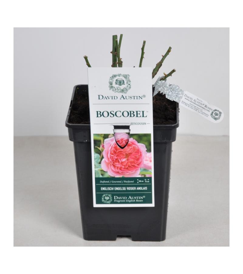 Engelse roos (rosa "Boscobel"®)