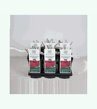 Engelse roos (rosa "Munstead Wood"®)
