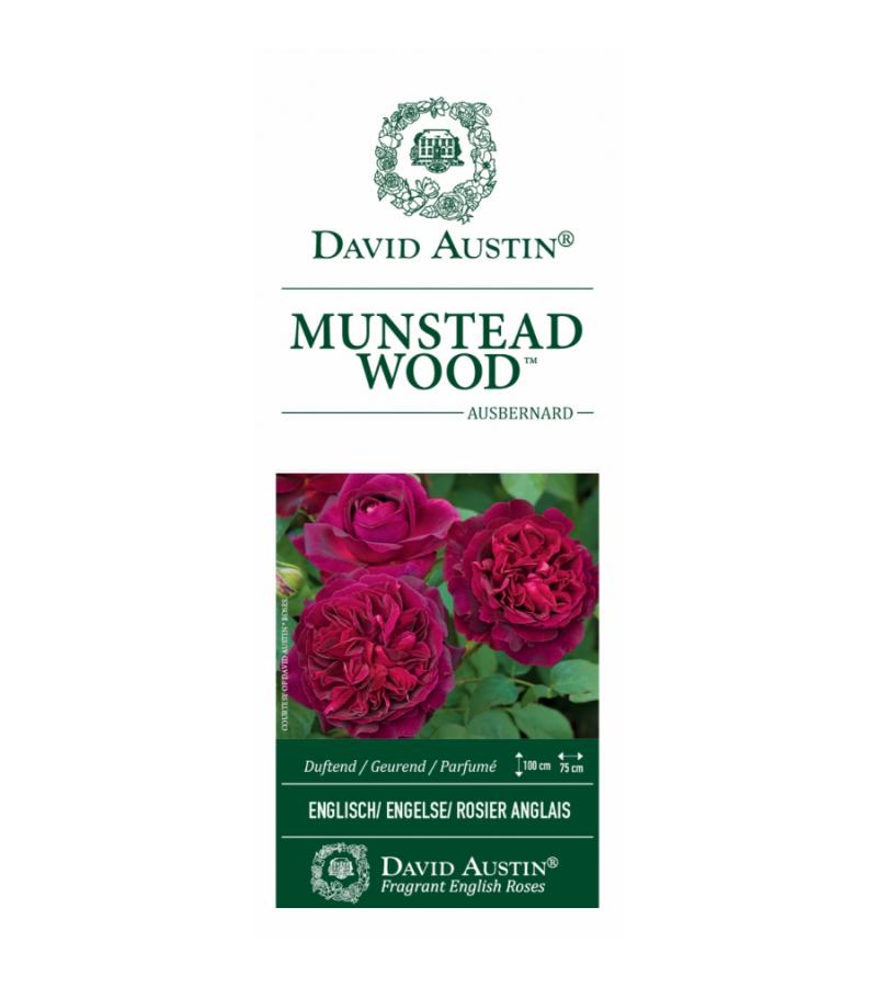 Engelse roos (rosa "Munstead Wood"®)