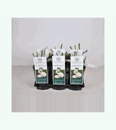 Engelse roos (rosa "Tranquillity"®)