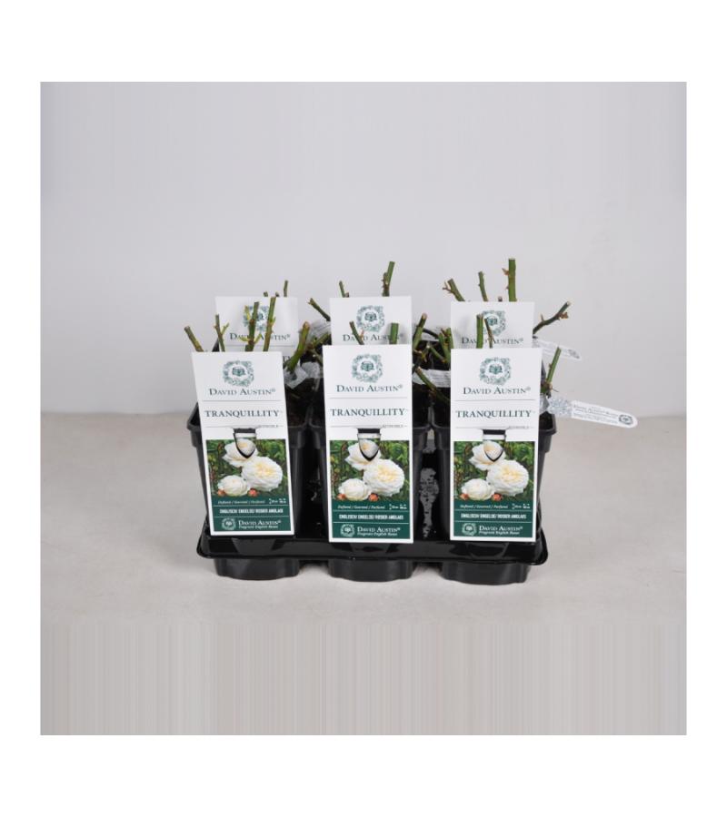 Engelse roos (rosa "Tranquillity"®)