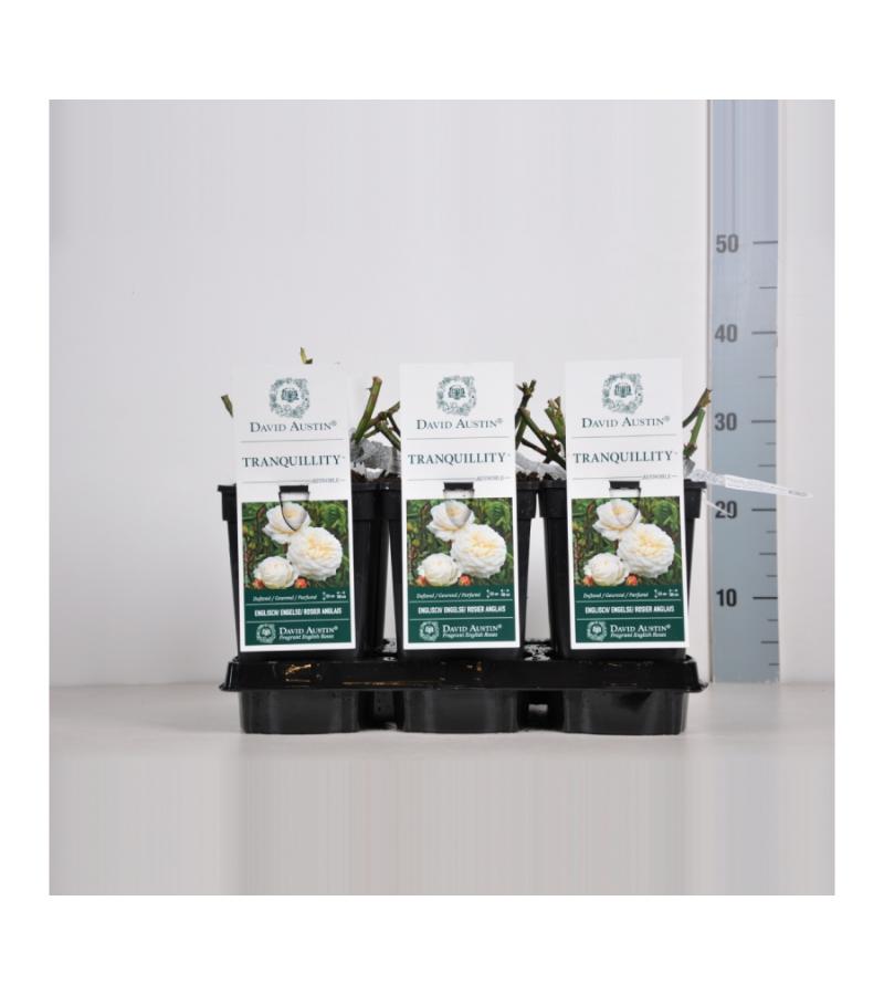 Engelse roos (rosa "Tranquillity"®)