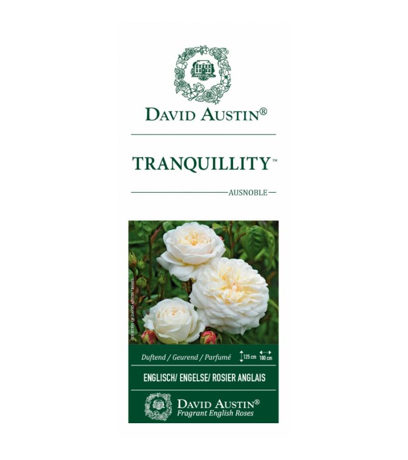 Engelse roos (rosa "Tranquillity"®)