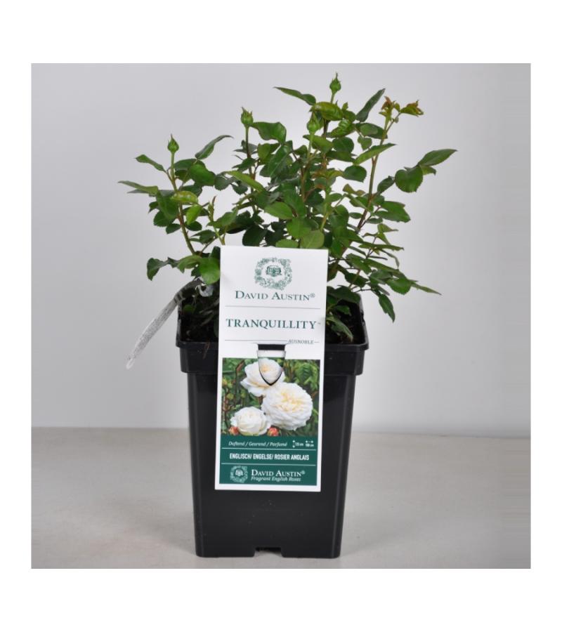 Engelse roos (rosa "Tranquillity"®)