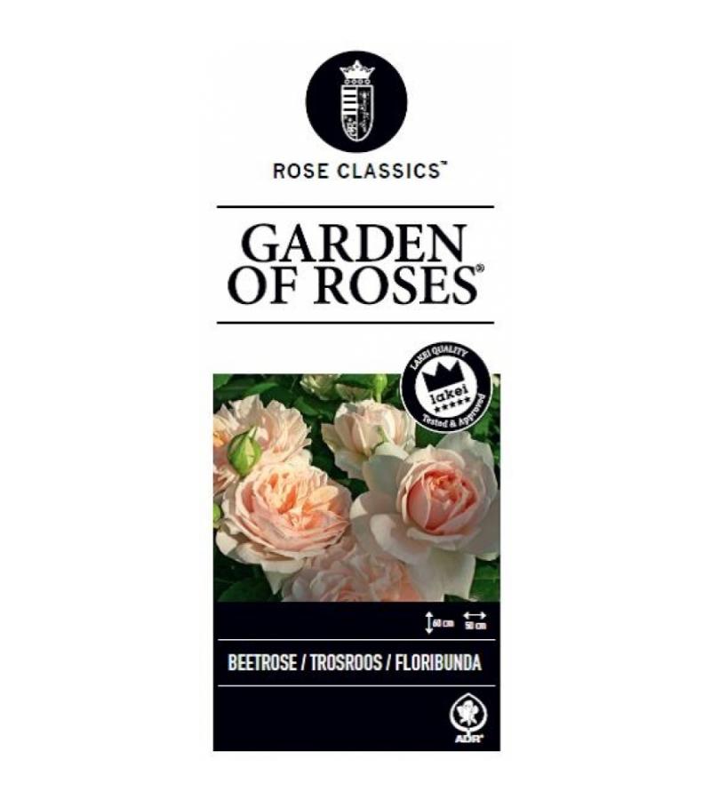 Trosroos (rosa "Garden of Roses"®)