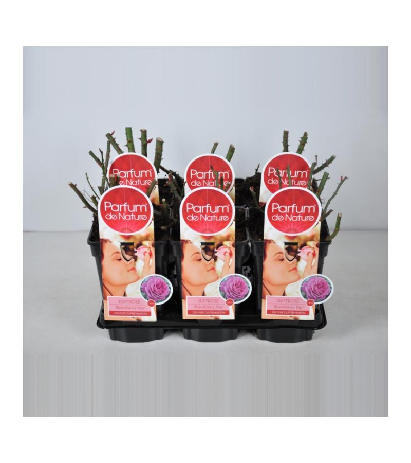 Grootbloemige roos Parfum de Nature (rosa "Blackberry Nip"® Parfum de Nature)