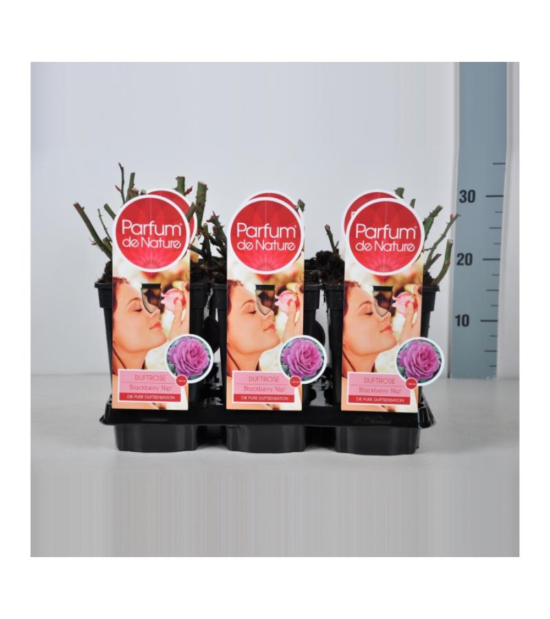 Grootbloemige roos Parfum de Nature (rosa "Blackberry Nip"® Parfum de Nature)