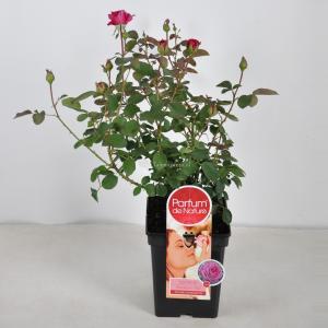 Grootbloemige roos Parfum de Nature (rosa Blackberry Nip® Parfum de Nature) C5 1 stuks