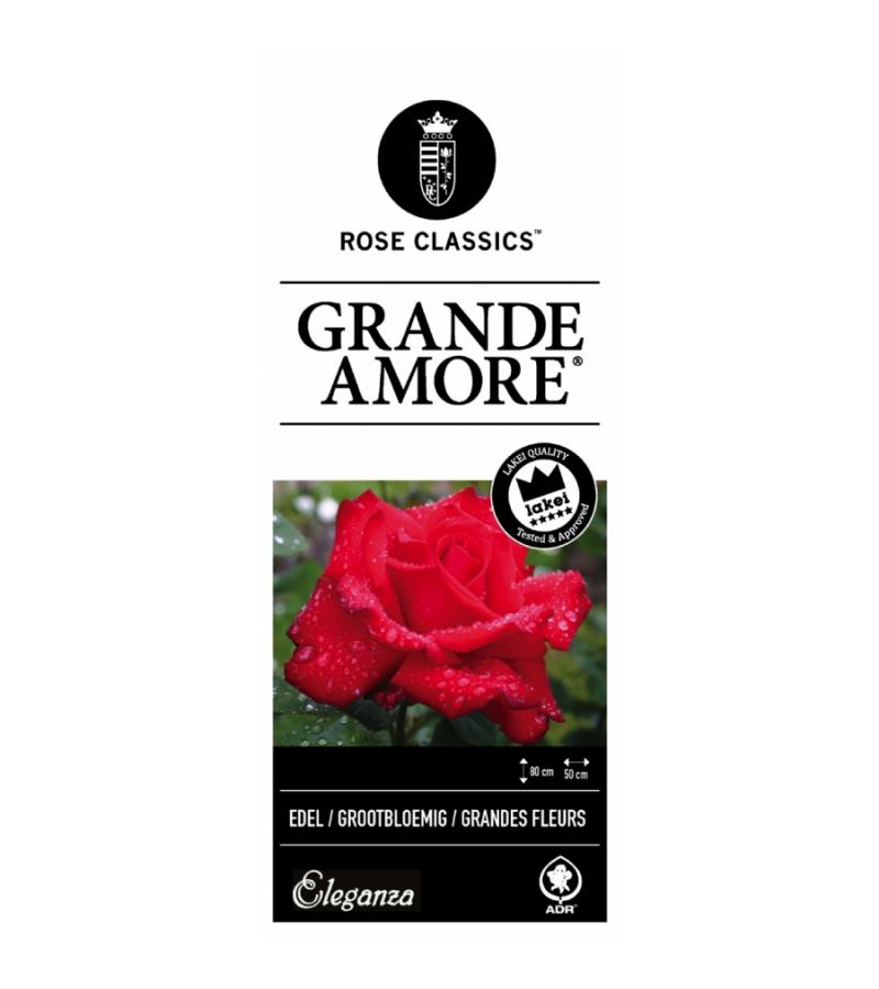 Grootbloemige roos (rosa "Grande Amore"®)