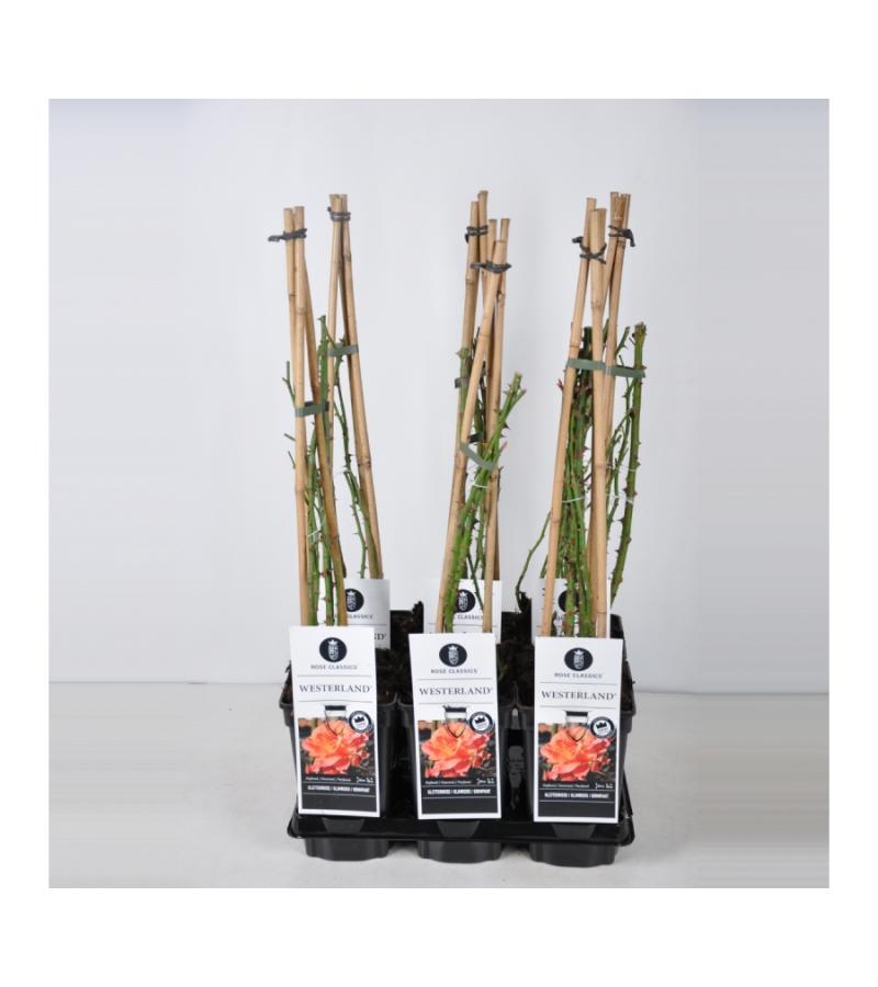 Klimroos (rosa "Westerland"®)