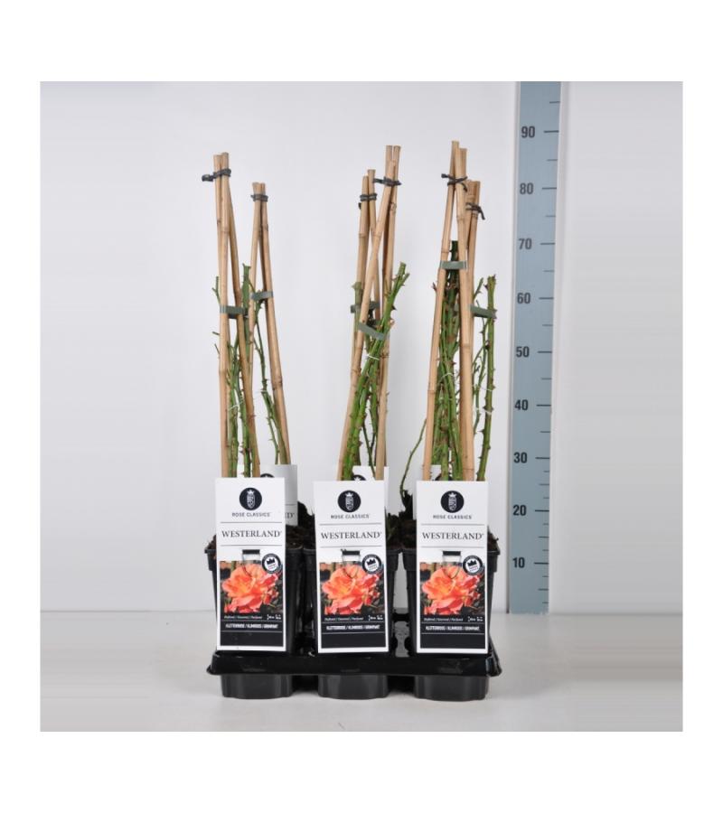 Klimroos (rosa "Westerland"®)