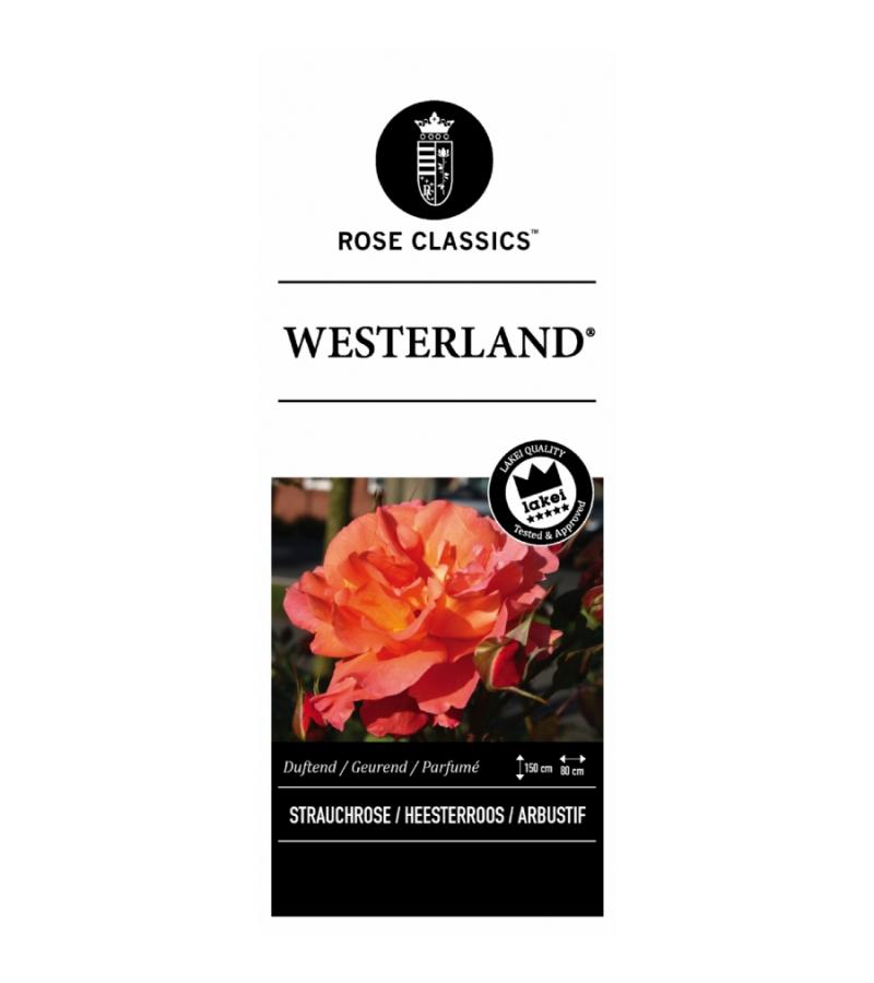 Klimroos (rosa "Westerland"®)