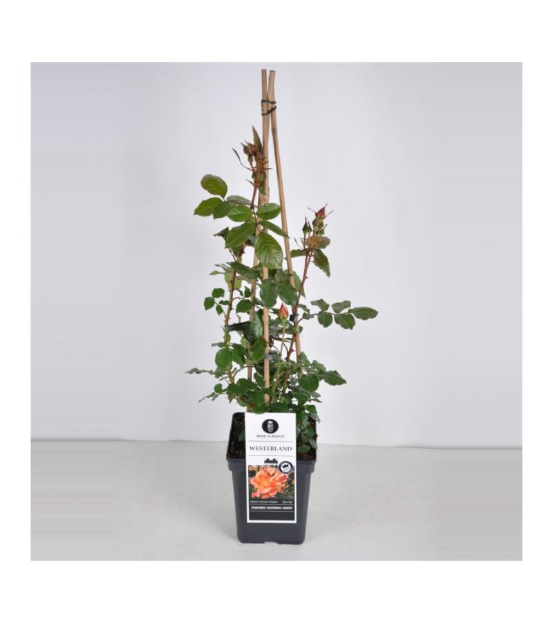 Klimroos (rosa "Westerland"®)