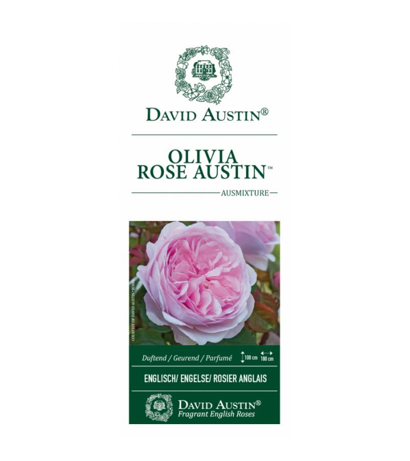 Engelse roos (rosa "Olivia Rose Austin"®)