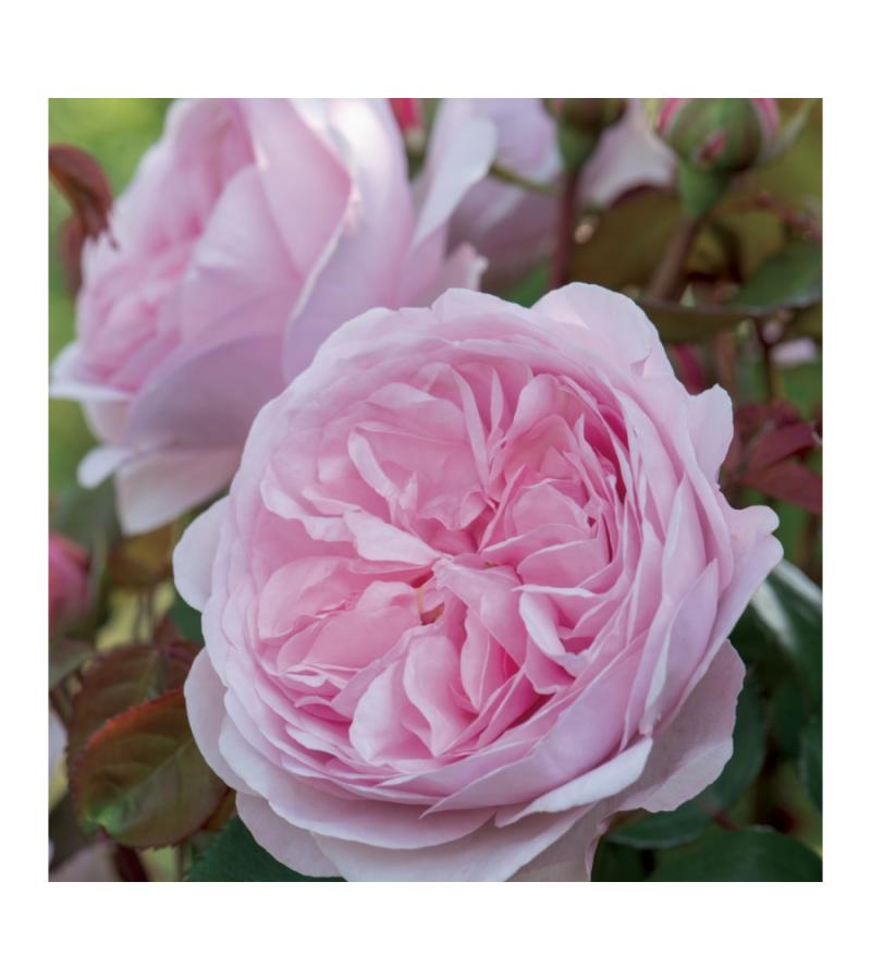 Engelse klimroos (rosa "Olivia Rose Austin"®)