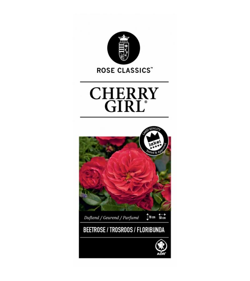 Trosroos (rosa "Cherry Girl"®)