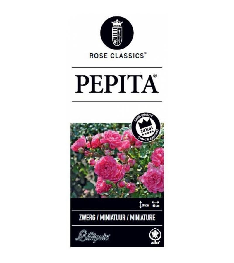 Miniatuurroos op stam (rosa "Pepita"®)