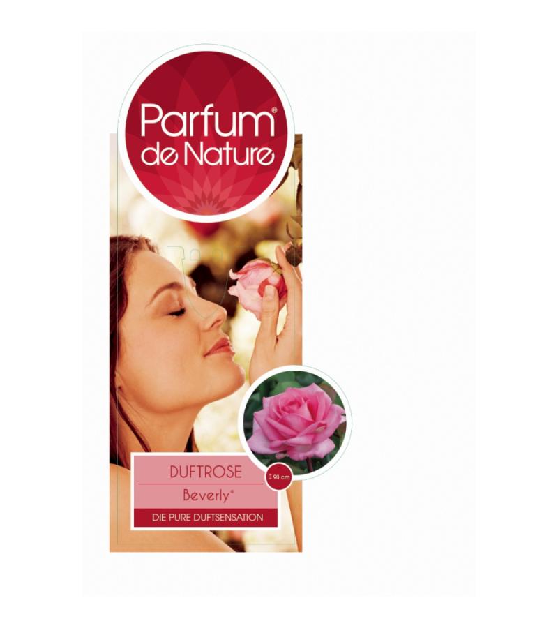 Grootbloemige roos op stam Parfum de Nature (rosa "Beverly"®)