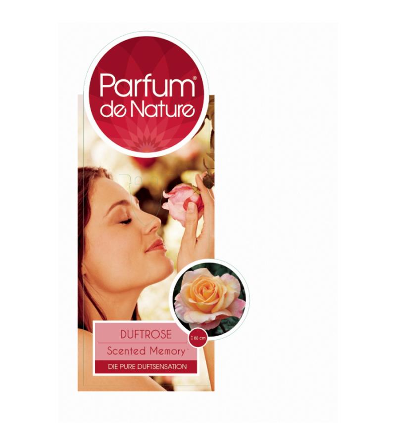 Grootbloemige roos op stam Parfum de Nature (rosa "Scented Memory"®Parfum de Nature) 